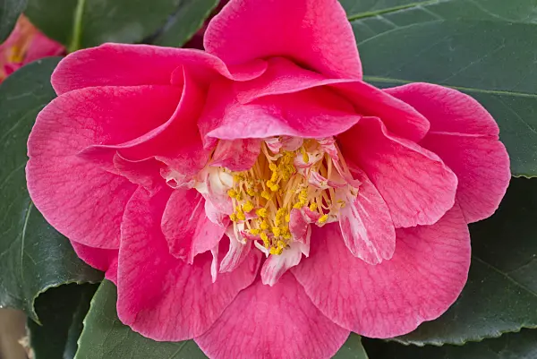 555048 - Japanese camellia (Camellia japonica 'R.L. Wheeler')