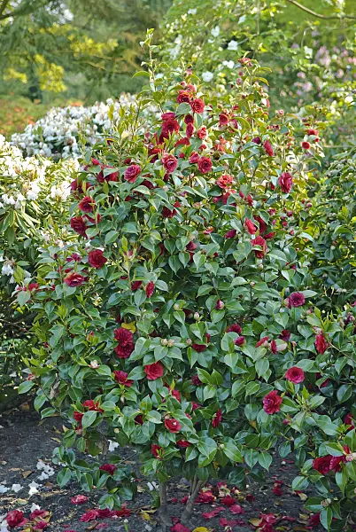 502128 - Japanese camellia (Camellia japonica 'Roger Hall')