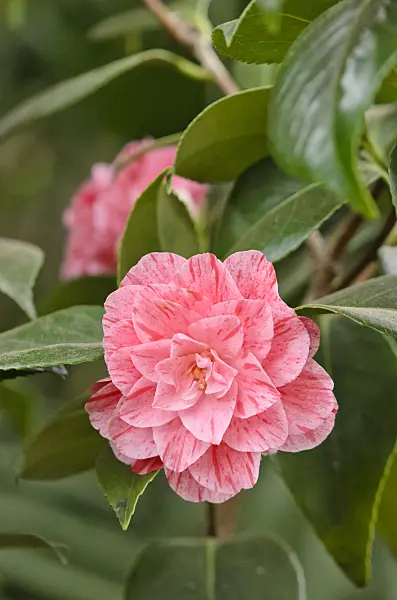 531159 - Japanese camellia (Camellia japonica 'Roma Risorta')