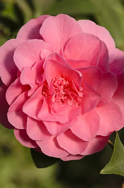 518136 - Japanese camellia (Camellia japonica 'Scentsation')