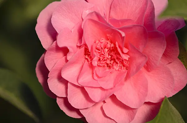 518138 - Japanese camellia (Camellia japonica 'Scentsation')