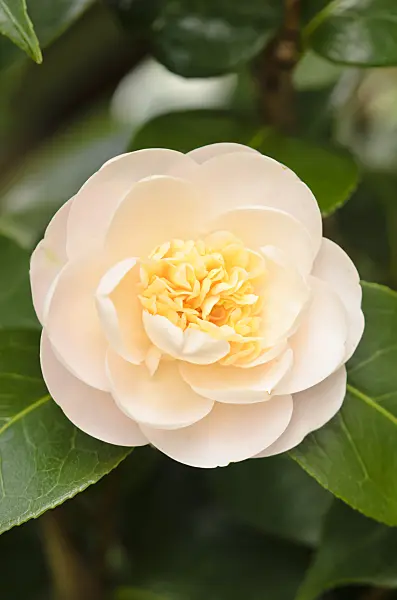 553084 - Japanese camellia (Camellia japonica subsp. rusticana 'Botanyuki')