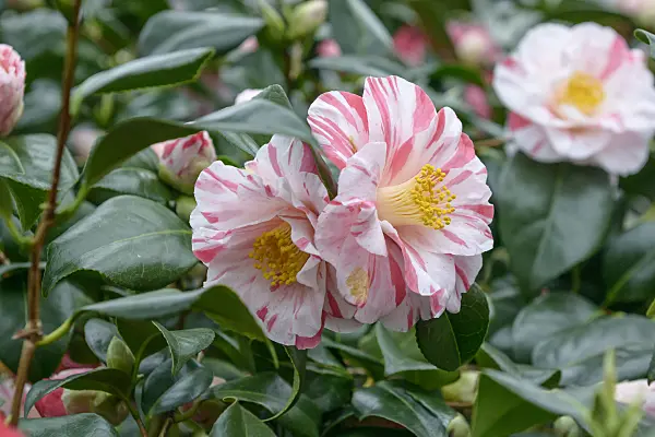 558057 - Japanese camellia (Camellia japonica 'Tricolor')