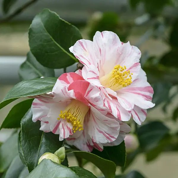 558058 - Japanese camellia (Camellia japonica 'Tricolor')