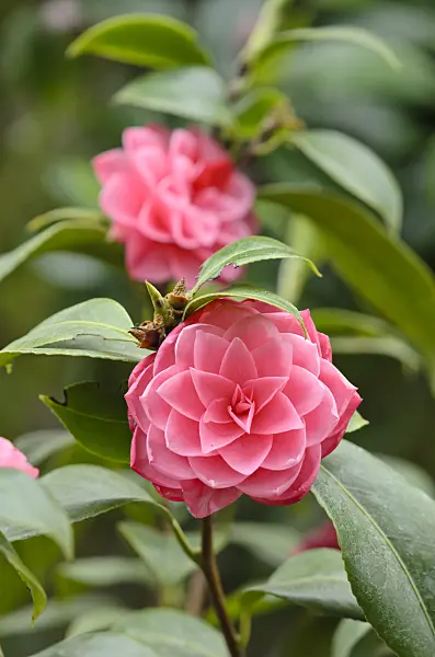 531158 - Japanese camellia (Camellia japonica 'Tsugawashibori')