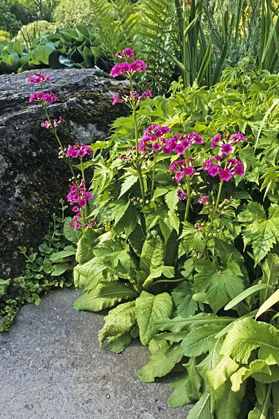 390122 - Japanese candelabra primrose (Primula japonica)