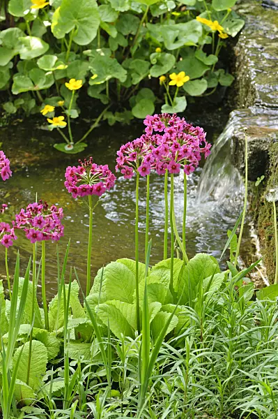 472062 - Japanese candelabra primrose (Primula japonica)