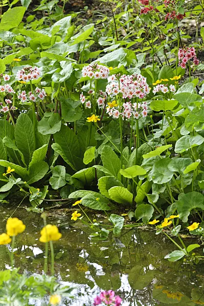 472063 - Japanese candelabra primrose (Primula japonica)