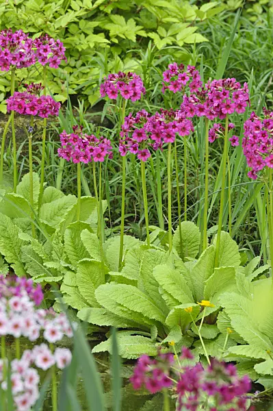 472064 - Japanese candelabra primrose (Primula japonica)