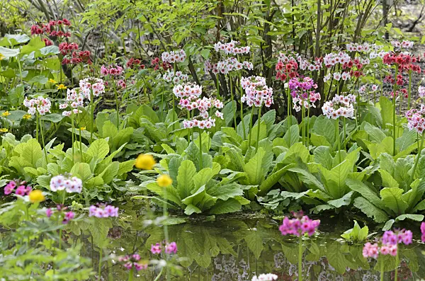 520309 - Japanese candelabra primrose (Primula japonica)