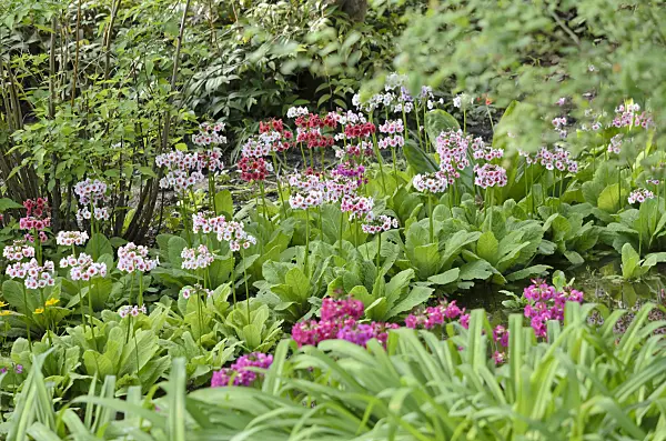 520310 - Japanese candelabra primrose (Primula japonica)