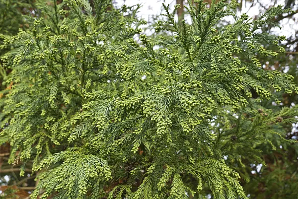 607247 - Japanese cedar (Cryptomeria japonica)