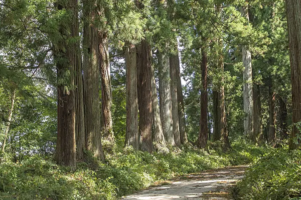 616379 - Japanese cedar (Cryptomeria japonica)