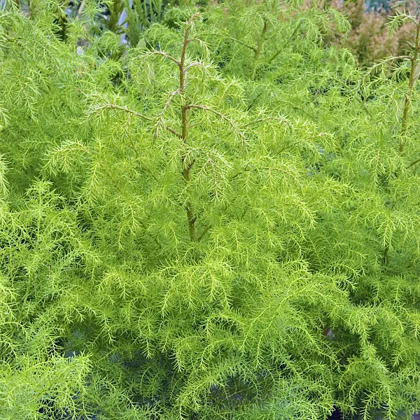 502180 - Japanese cedar (Cryptomeria japonica 'Elegans Viridis')