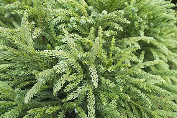 541003 - Japanese cedar (Cryptomeria japonica 'Globosa Nana')