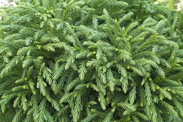 542001 - Japanese cedar (Cryptomeria japonica 'Globosa Nana')