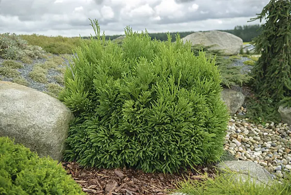 535397 - Japanese cedar (Cryptomeria japonica 'Kai-Suki')