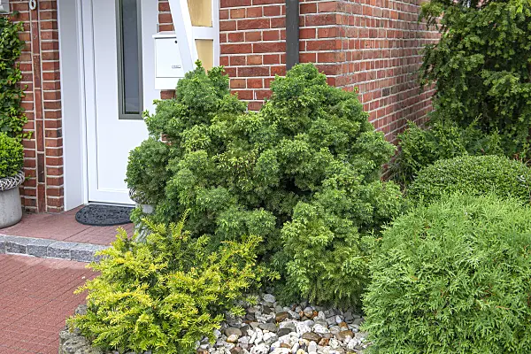 616378 - Japanese cedar (Cryptomeria japonica 'Monstrosa Nana')