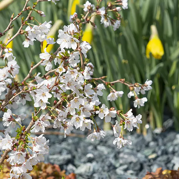 616287 - Japanese cherry (Prunus incisa 'Kojou-no-mai')