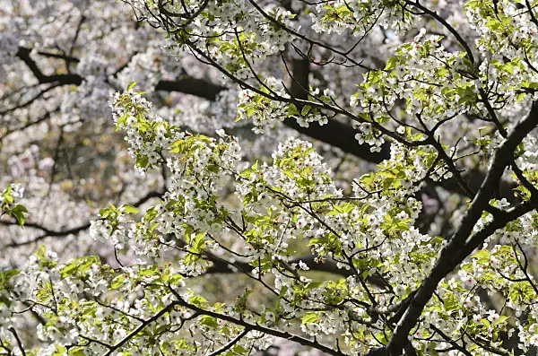 495178 - Japanese cherry (Prunus incisa x speciosa 'Umineko')