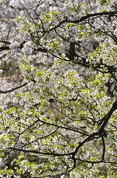 495179 - Japanese cherry (Prunus incisa x speciosa 'Umineko')