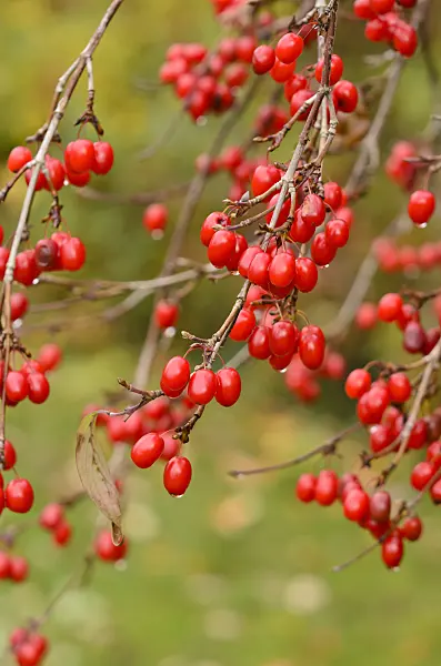 525204 - Japanese cornelian cherry (Cornus officinalis)