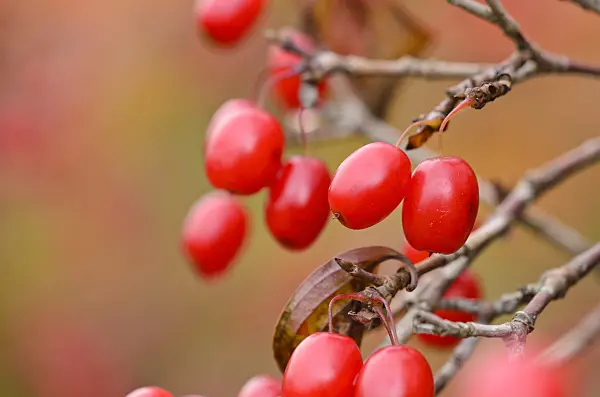 525205 - Japanese cornelian cherry (Cornus officinalis)