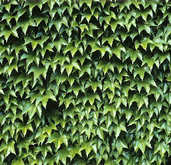 245004 - Japanese creeper (Parthenocissus tricuspidata)