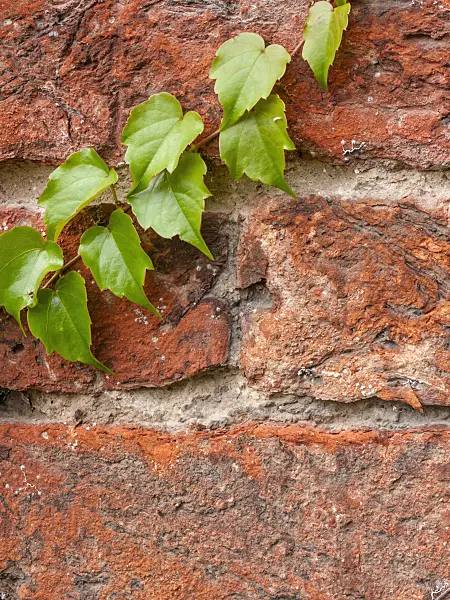 415072 - Japanese creeper (Parthenocissus tricuspidata)