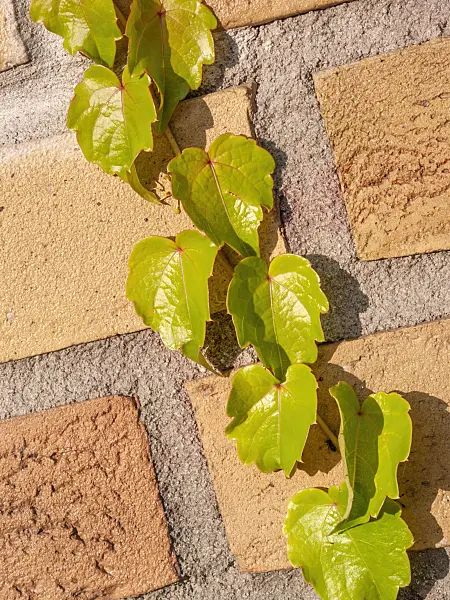 416066 - Japanese creeper (Parthenocissus tricuspidata)