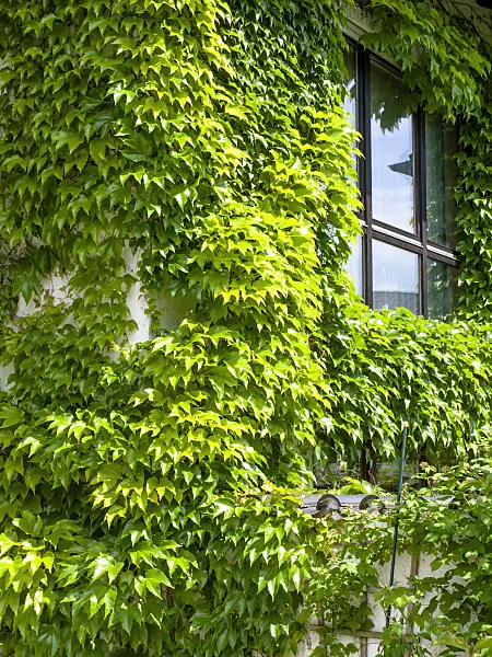 426050 - Japanese creeper (Parthenocissus tricuspidata)