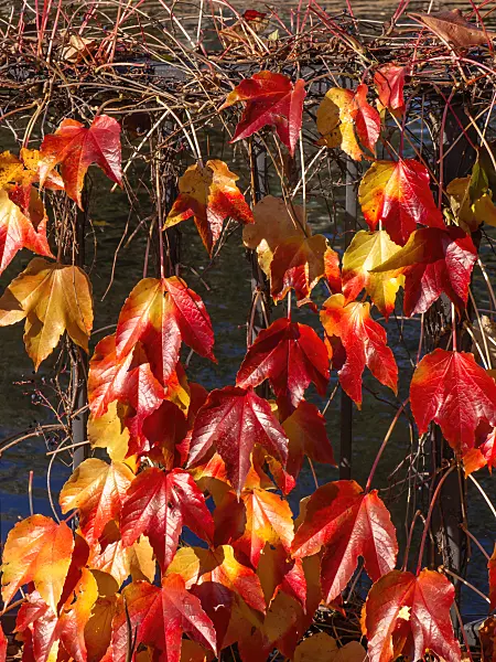 431022 - Japanese creeper (Parthenocissus tricuspidata)