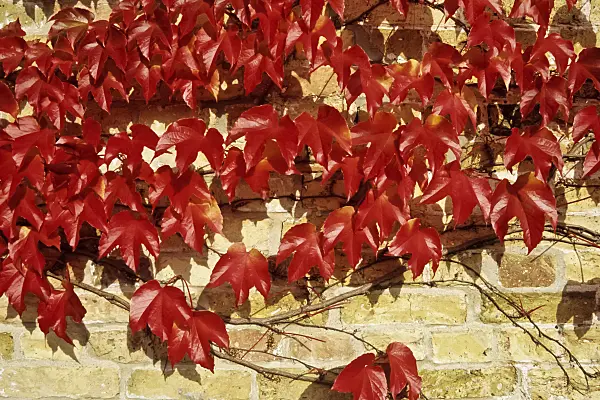 433227 - Japanese creeper (Parthenocissus tricuspidata)
