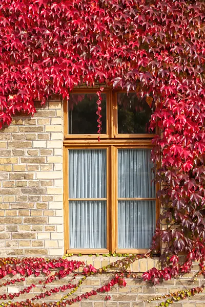 453009 - Japanese creeper (Parthenocissus tricuspidata)