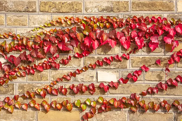 453010 - Japanese creeper (Parthenocissus tricuspidata)