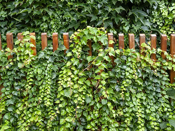 463051 - Japanese creeper (Parthenocissus tricuspidata)