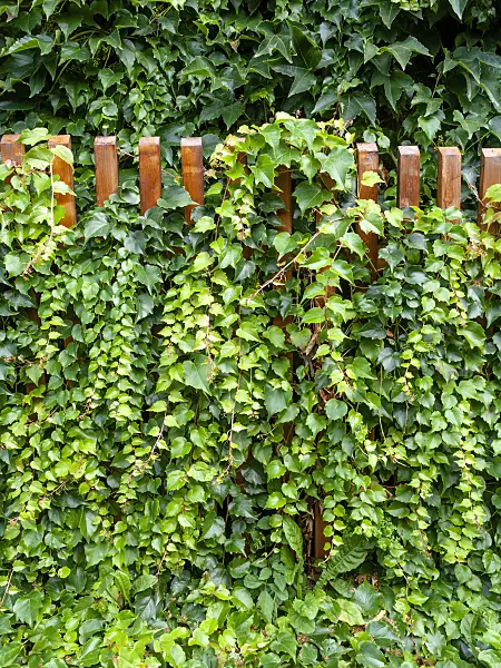 463052 - Japanese creeper (Parthenocissus tricuspidata)