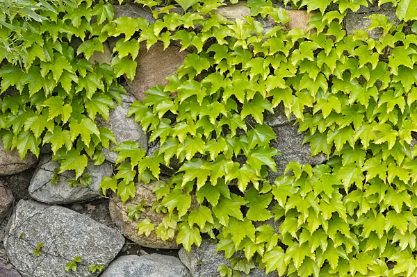 472391 - Japanese creeper (Parthenocissus tricuspidata)