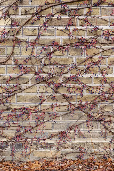 478107 - Japanese creeper (Parthenocissus tricuspidata)
