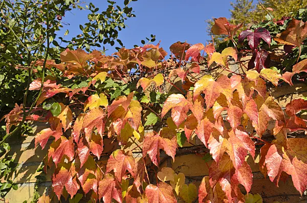 501158 - Japanese creeper (Parthenocissus tricuspidata)