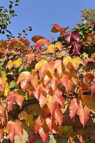 501159 - Japanese creeper (Parthenocissus tricuspidata)