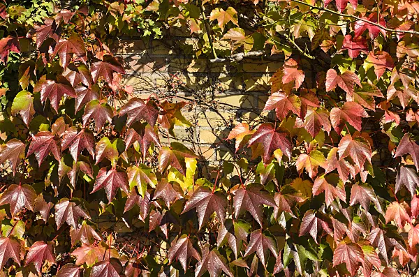 501160 - Japanese creeper (Parthenocissus tricuspidata)