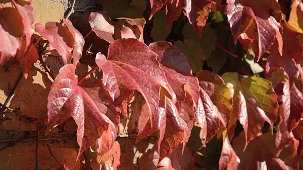 501163 - Japanese creeper (Parthenocissus tricuspidata)