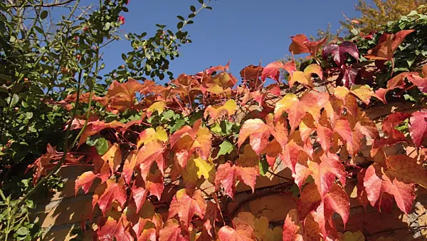 501164 - Japanese creeper (Parthenocissus tricuspidata)