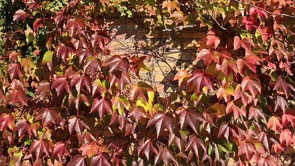 501165 - Japanese creeper (Parthenocissus tricuspidata)