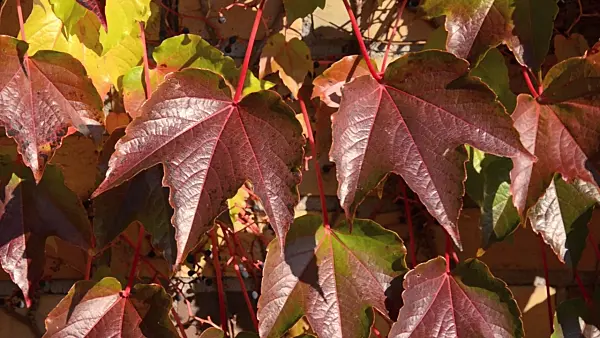 501166 - Japanese creeper (Parthenocissus tricuspidata)