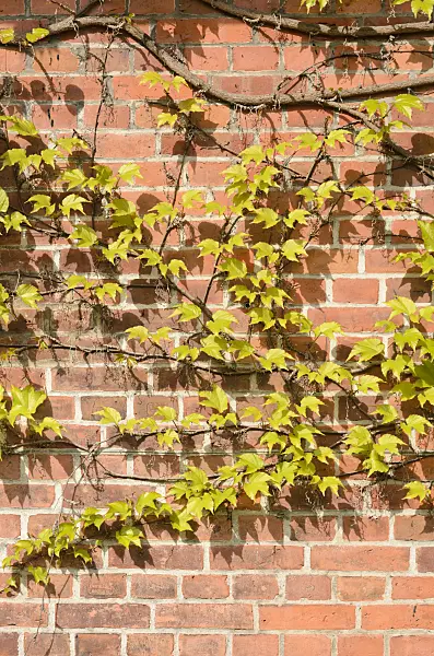 544045 - Japanese creeper (Parthenocissus tricuspidata)