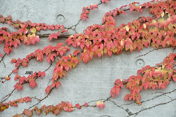 548124 - Japanese creeper (Parthenocissus tricuspidata)