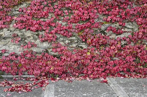 549156 - Japanese creeper (Parthenocissus tricuspidata)