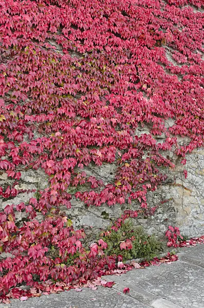 549157 - Japanese creeper (Parthenocissus tricuspidata)